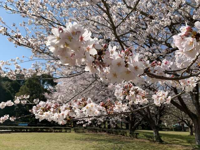 【千葉】【プラント】【求人】桜が今年も綺麗でした！