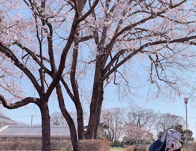 【千葉】【プラント】【求人】桜が咲いてきたので見てきました♪